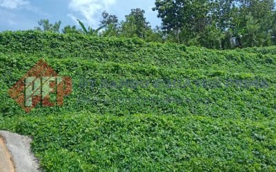 Dokumentasi Aplikasi Hydroseeding Sebelum dan Sesudah Tumbuh Tanaman Vegetasi